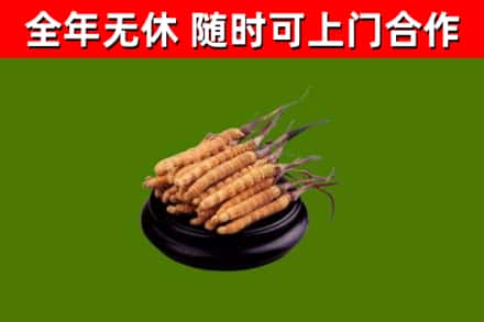 利辛回收散虫草