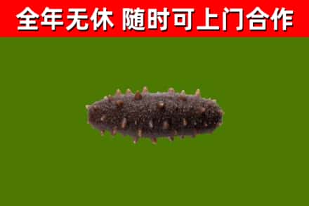 利辛回收海参干